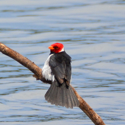 Yellow-Billed Cardinal